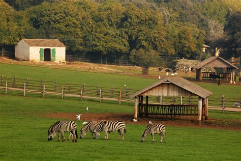 Safari Park Zoo In Brijuni National Park Brijuni National Park