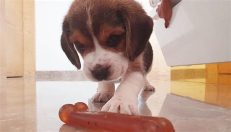 Beagle Puppy Care - A Complete Guide for Raising a Beagle Puppy ...