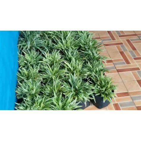 Jual Bunga Lili Paris Shopee Indonesia