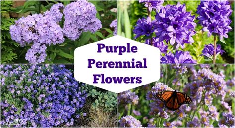 Purple Perennial Flowers 24 Brilliant Choices For Gardens