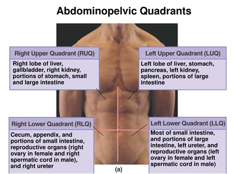 Ppt An Introduction To Anatomy Powerpoint Presentation Free Download