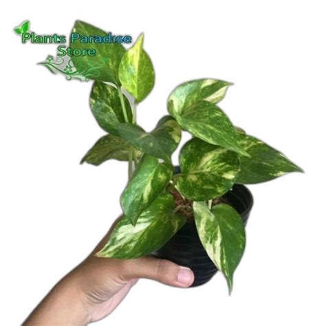 Jual Tanaman Hias Epipremnum Aureum Golden Photos Sirih Gading Hijau