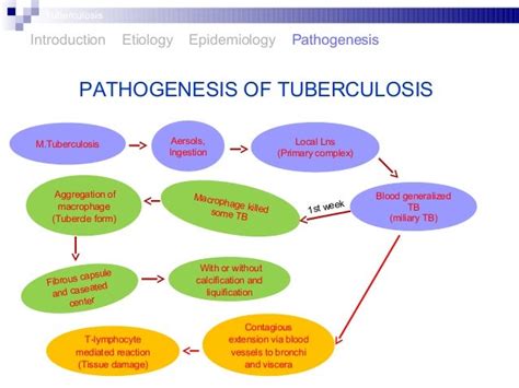 Pathogenesis Of Tuberculosis Flowchart