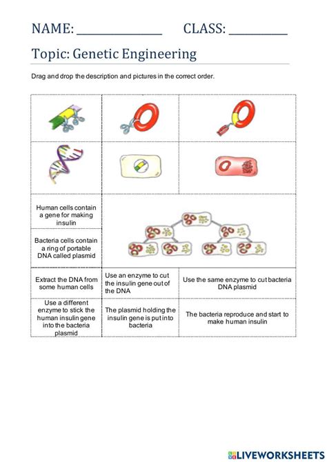 Genetic Engineering Online Exercise For Live Worksheets Worksheets Library