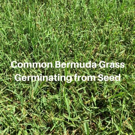 How Long Does It Take Bermuda Grass To Germinate Houston Grass South