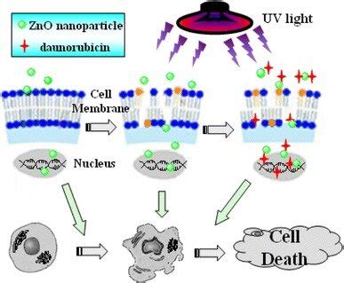 Scheme 1 The Schematic Image Of ZnO Nanoparticle Cytotoxicity And The