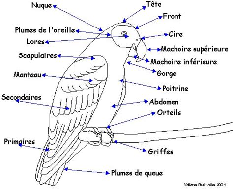 Oisellerie Pluri Ailes Aviary Anatomy