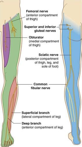 Nerves Of The Lower Limb Flashcards Quizlet