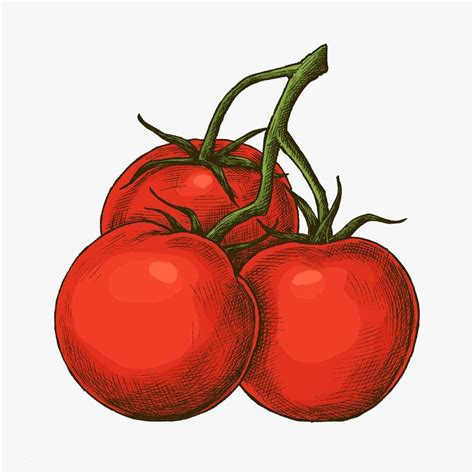 Tomato Illustration Fresh Organic Ripe Tomato