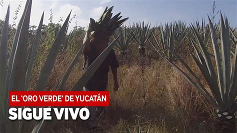 El Oro Verde De YucatÁn Sigue Vivo Youtube