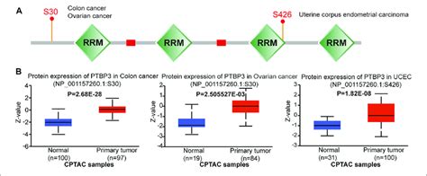 Protein Phosphorylation Of Ptbp3 In Different Tumours Cptac