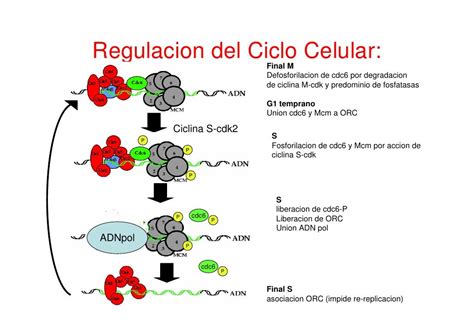 Regulacion ciclo celular