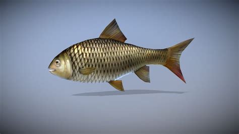 Fish-animated 3D models - Sketchfab