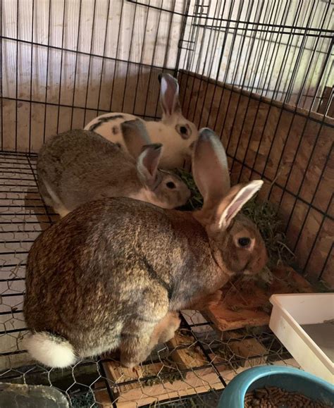 Flemish Giant Bunnies For Sale In Dallas Tx 5miles Buy And Sell