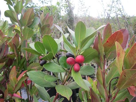 Acokanthera Oppositifolia Cjm Tree Growers