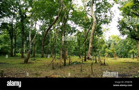 Hanging roots Stock Videos & Footage - HD and 4K Video Clips - Alamy