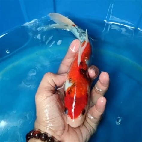 Jual Ikan Koi Blitar Jenis Showa Rumah Koi Jakarta Kode