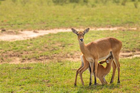 40 Nile Lechwe Stock Photos Pictures And Royalty Free Images Istock