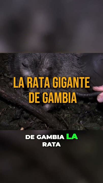 Atención Descubre La Fascinante Vida De La Rata Gigante De Gambia