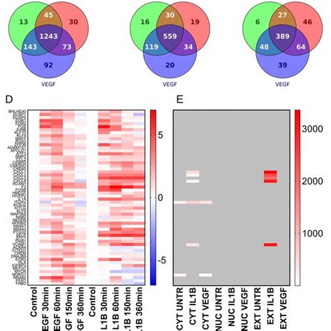 Venn Diagrams And Heat Maps Of The Proteins Detected HUVEC Venn