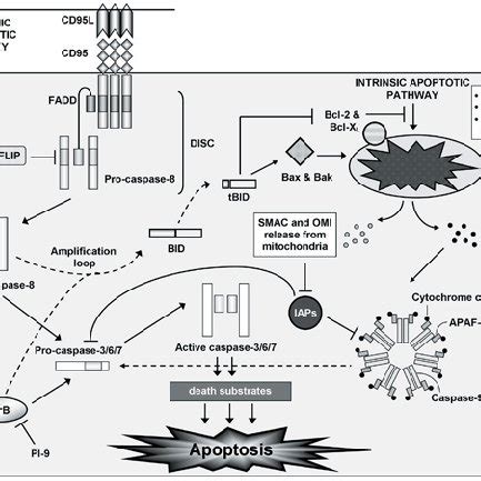 3. Formation of an active caspase. | Download Scientific Diagram