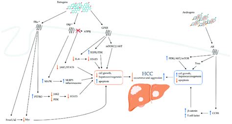 Schematic Representation Of The Direct Role Of Sex Hormones In