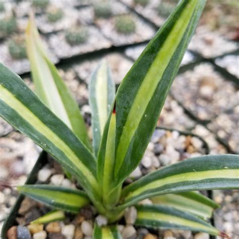 Agave Sisalana Mediopicta Planet Desert