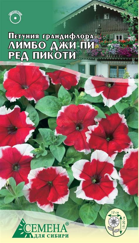 ЦВЕТЫ ОДНОЛЕТНИЕ — Семена для Сибири