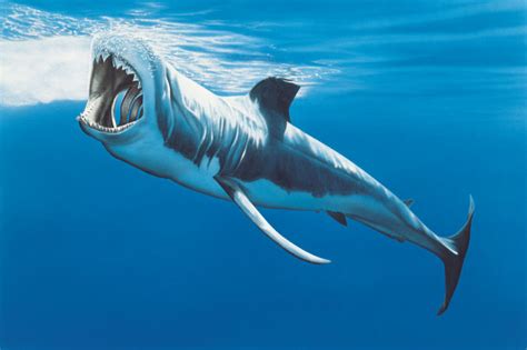 Great White Shark | Wildlife | The Wildlife