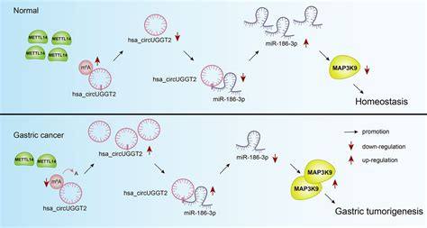 IDDF2024 ABS 0272 CircUGGT2 Downregulation By METTL14 Dependent M6a