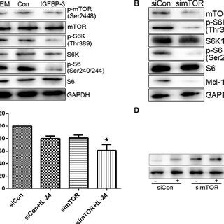 Igfbp Promotes Il Induced Apoptosis In Human Prostate Cancer Cell