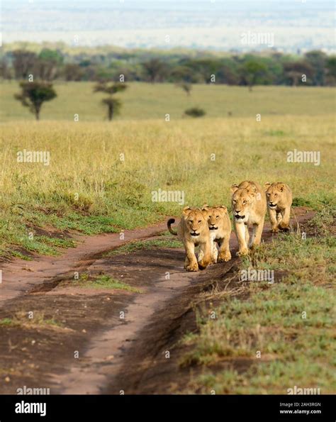 Lion Pride Scientific Name Panthera Leo Or Simba In Swaheli In