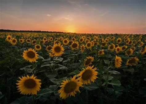 Campo De Girasoles Al Atardecer Cerca De Flores Foto Premium