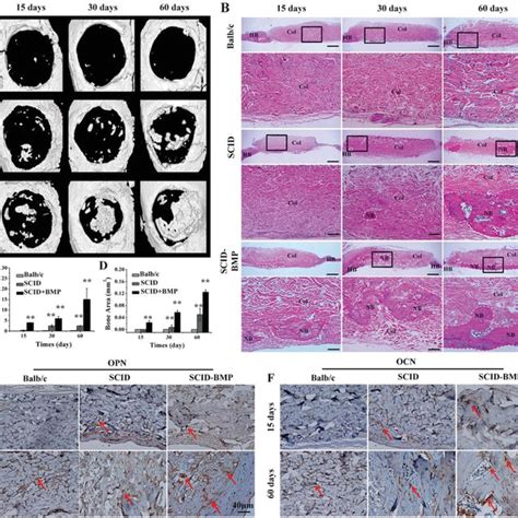 Assessment Of Bone Regeneration Using MicroCT H E Histological