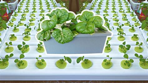 The Easiest Way To Grow Pak Choi Or Bok Choy In Carefree Hydroponics Youtube