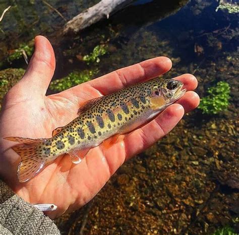 Pin By Dennis Sorensen On Trout Fish Freshwater Fish Fish Pet