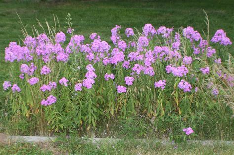 Wildflowers of Missouri