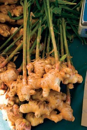 Ginger | plant | Britannica.com