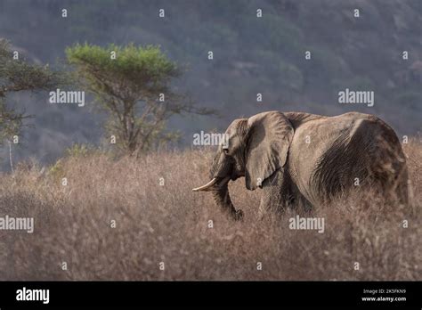 African Elephant Loxodonta Africana Elephantidae Tsavo East National