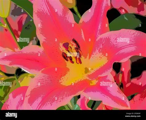 STARGAZER PINK LILY - CONTEMPORARY DESIGN Stock Photo - Alamy