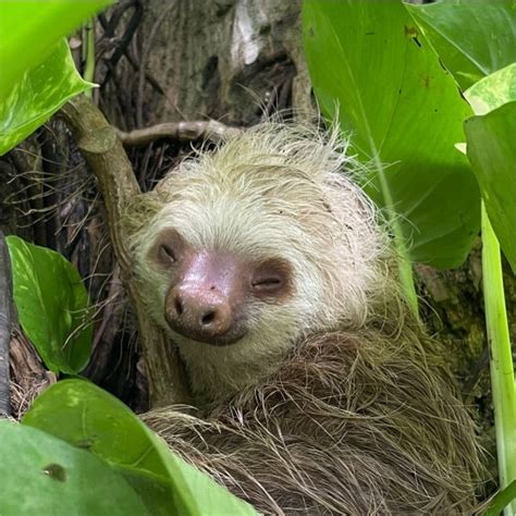 Sloth Versus Capybara - The Sloth Conservation Foundation