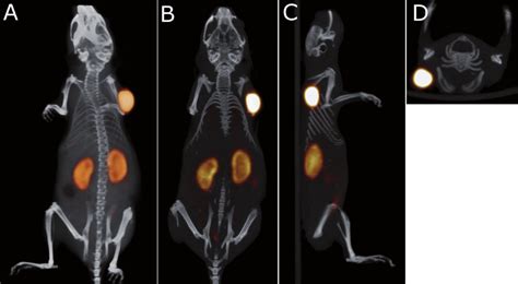 Static PET CT Imaging Study Of A BALB C Nude Mouse With A Subcutaneous