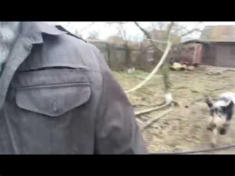 Злая свинья - YouTube
