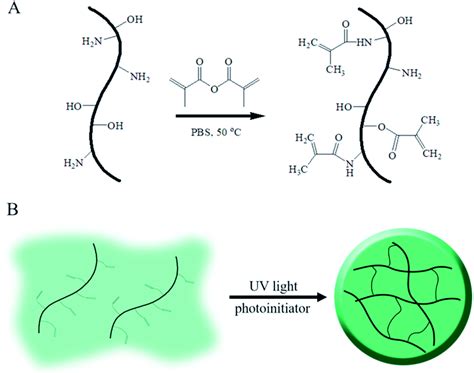 Gelatin Structure