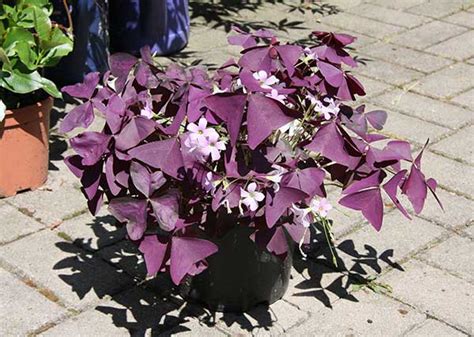 Como Plantar Trevo Roxo Em Casa Manual De Jardinagem Oxalis Triangularis