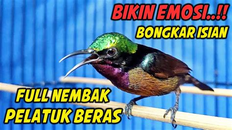 SUARA BURUNG KOLIBRI NINJA GACOR FULL NEMBAK ISIAN PELATUK BERAS INI