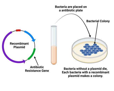 Gene Cloning Steps Definition Applications Biology Notes Online