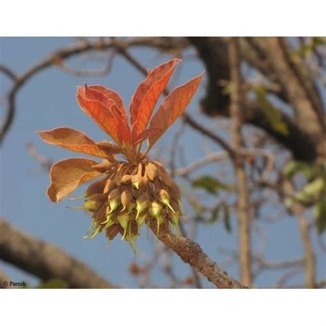 Mahua Flower at best price in Dholpur by Aditi Trading Company | ID ...