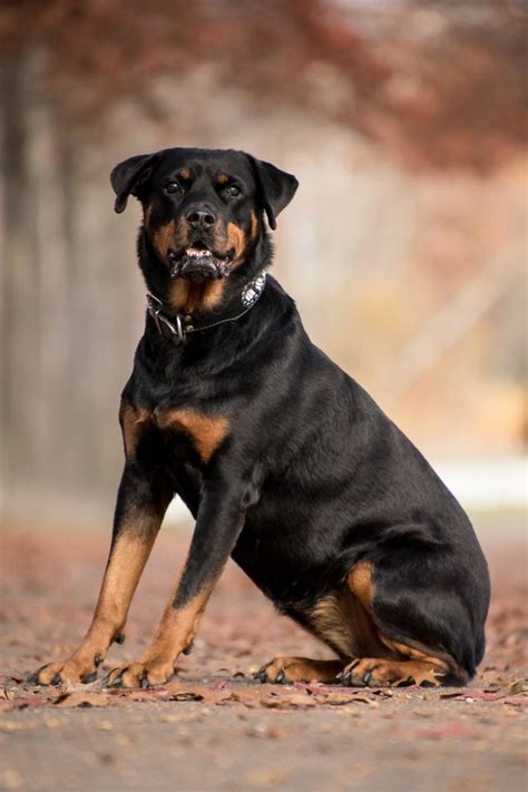 Rottweiler características carácter y cuidados