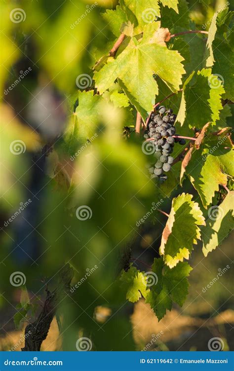 Grupos Das Uvas Do Vinho Tinto Que Penduram No Vinho Foto De Stock